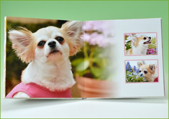 ペットの撮影製品