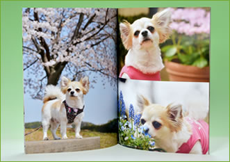 ペットの撮影製品