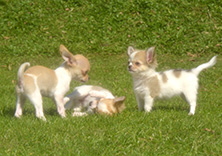 ペットの撮影スタジオ