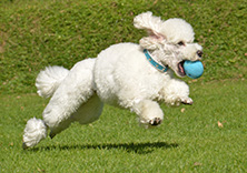 手賀沼でペットの散歩