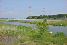 手賀沼でペットの散歩