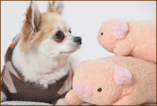 ペットの撮影スタジオ